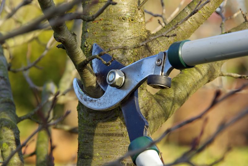 Birch Tree Pruning