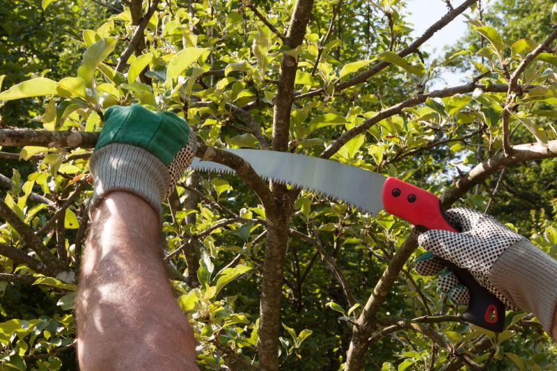Hickory Tree Pruning