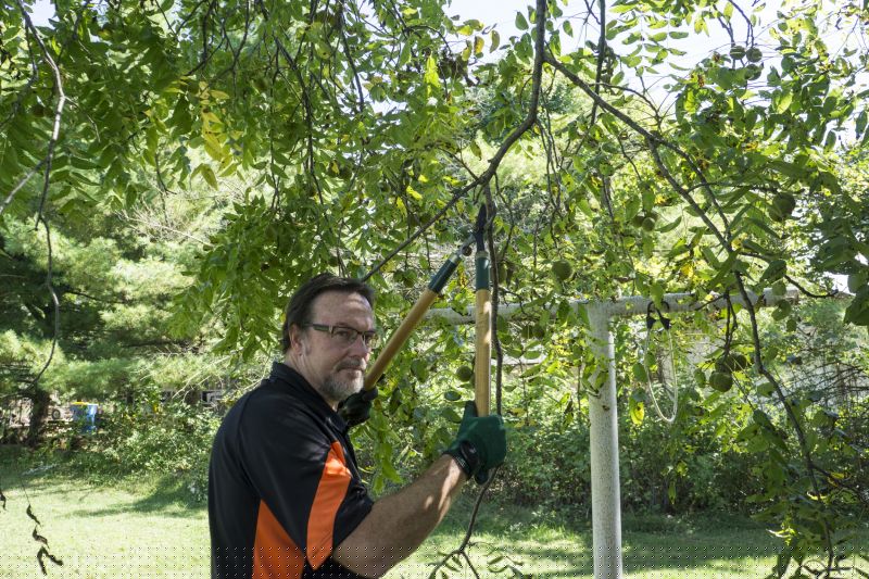 Tree Lopping Service