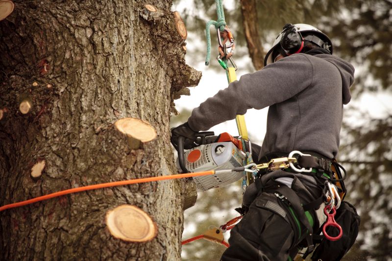 Expert Tree Trimming