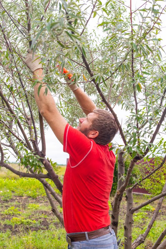Pruning and Shaping Trees