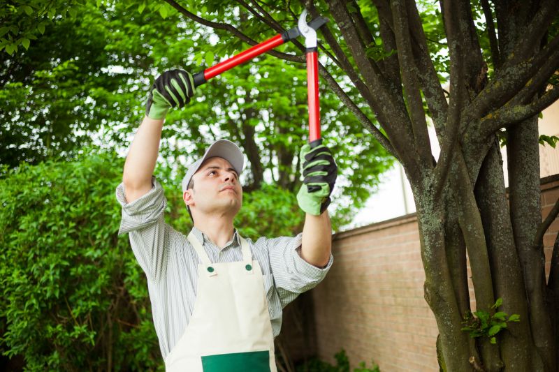 Professional Tree Trimming Experts