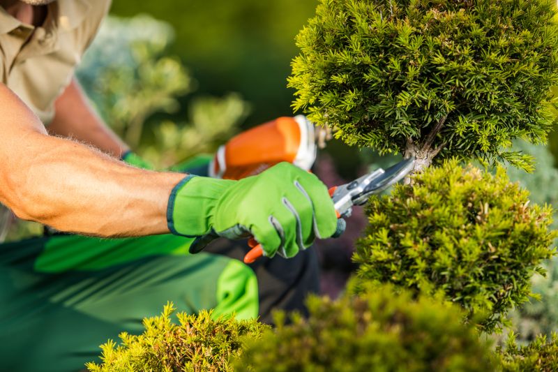 Specialized Tree Pruning Services