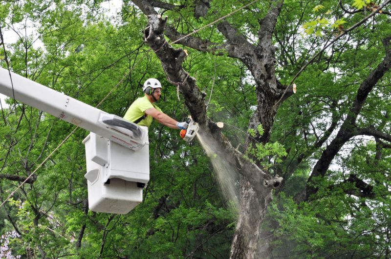 Advanced Tree Trimming Equipment