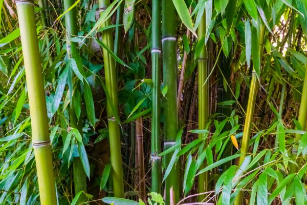 Bamboo Trimming in El Paso