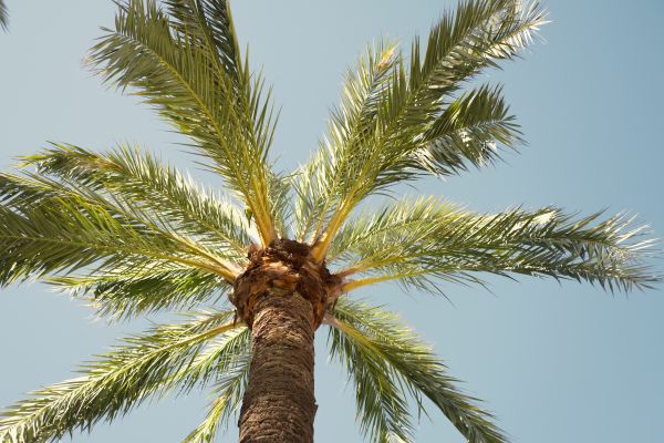 Palm Tree Pruning in El Paso