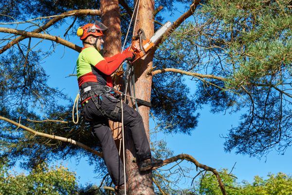 Tree Service in El Paso