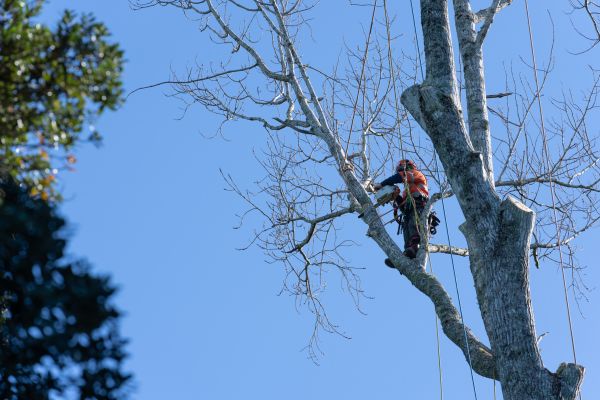 Tree Topping Service in El Paso