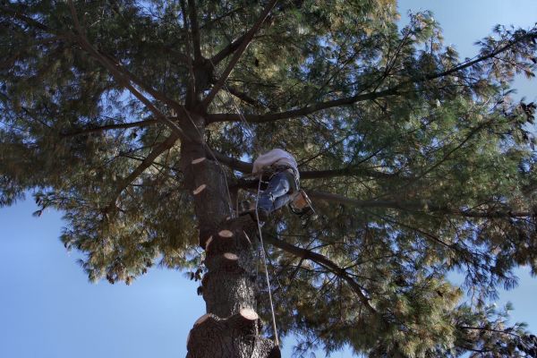 Trimming Service in El Paso