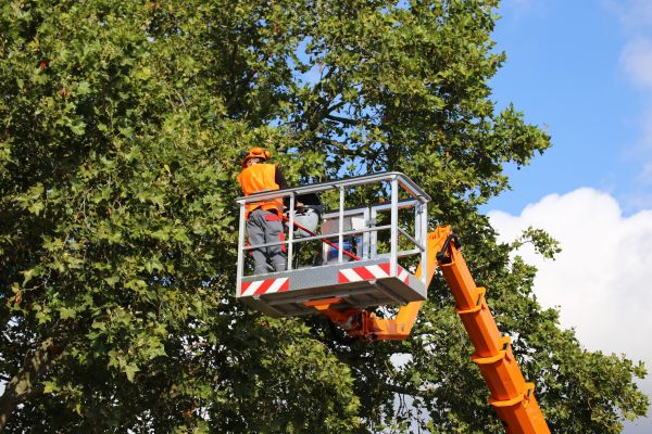 Commercial Tree Service in El Paso