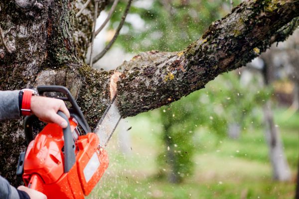 Tree Limbs Removal in El Paso