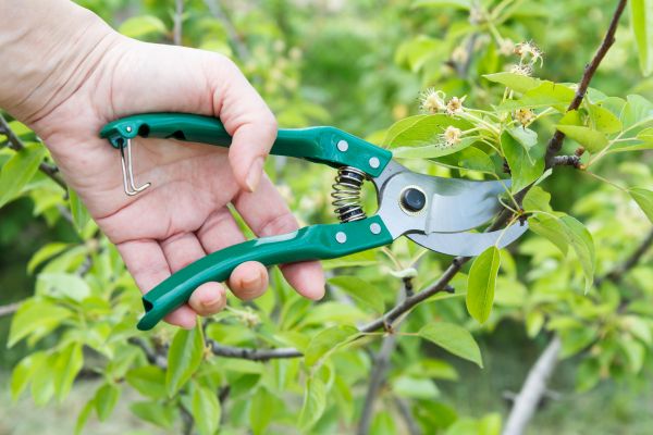 Pear Tree Pruning in El Paso