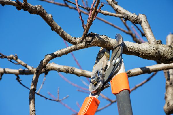 Peach Tree Trimming in El Paso