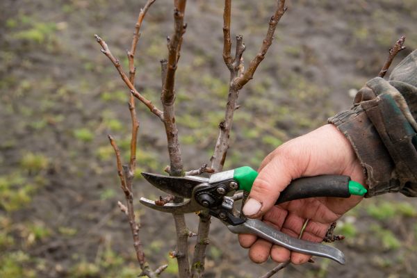 Pear Trees Pruning in El Paso