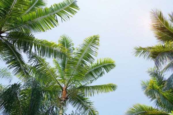 Queen Palm Tree Trimming in El Paso