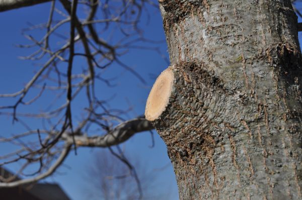 Limb Pruning in El Paso