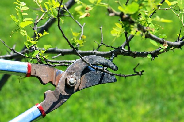 Branches Pruning in El Paso